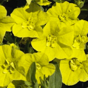 DOUBLE YELLOW